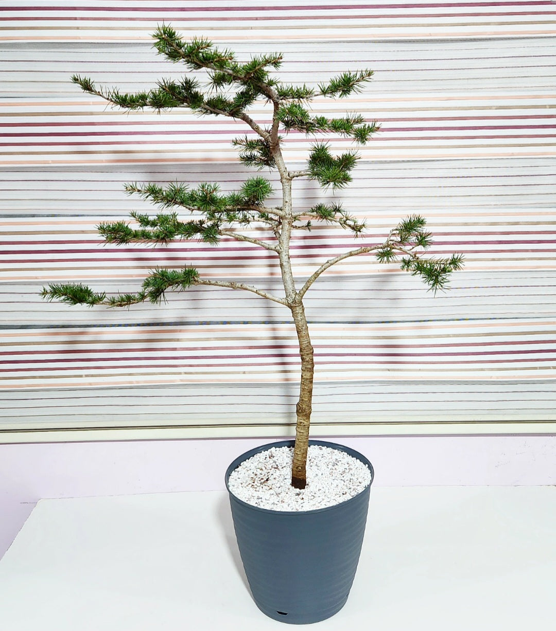 Bonsaï Cedrus