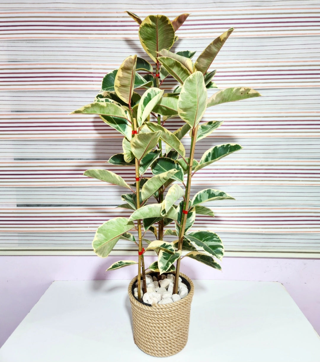 Ficus elastica