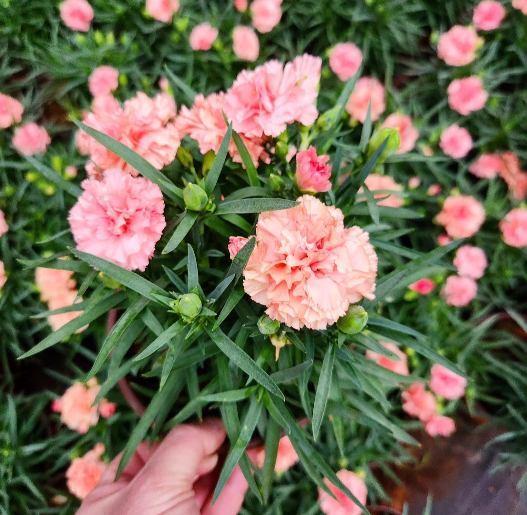 Oeillet des fleuristes (carnation dianthus caryophyllus)