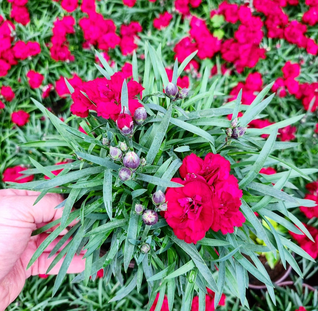 Oeillet des fleuristes (carnation dianthus caryophyllus)