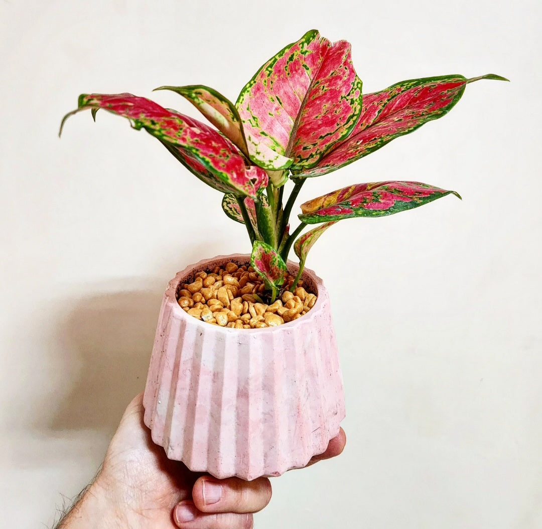 Aglaonema
