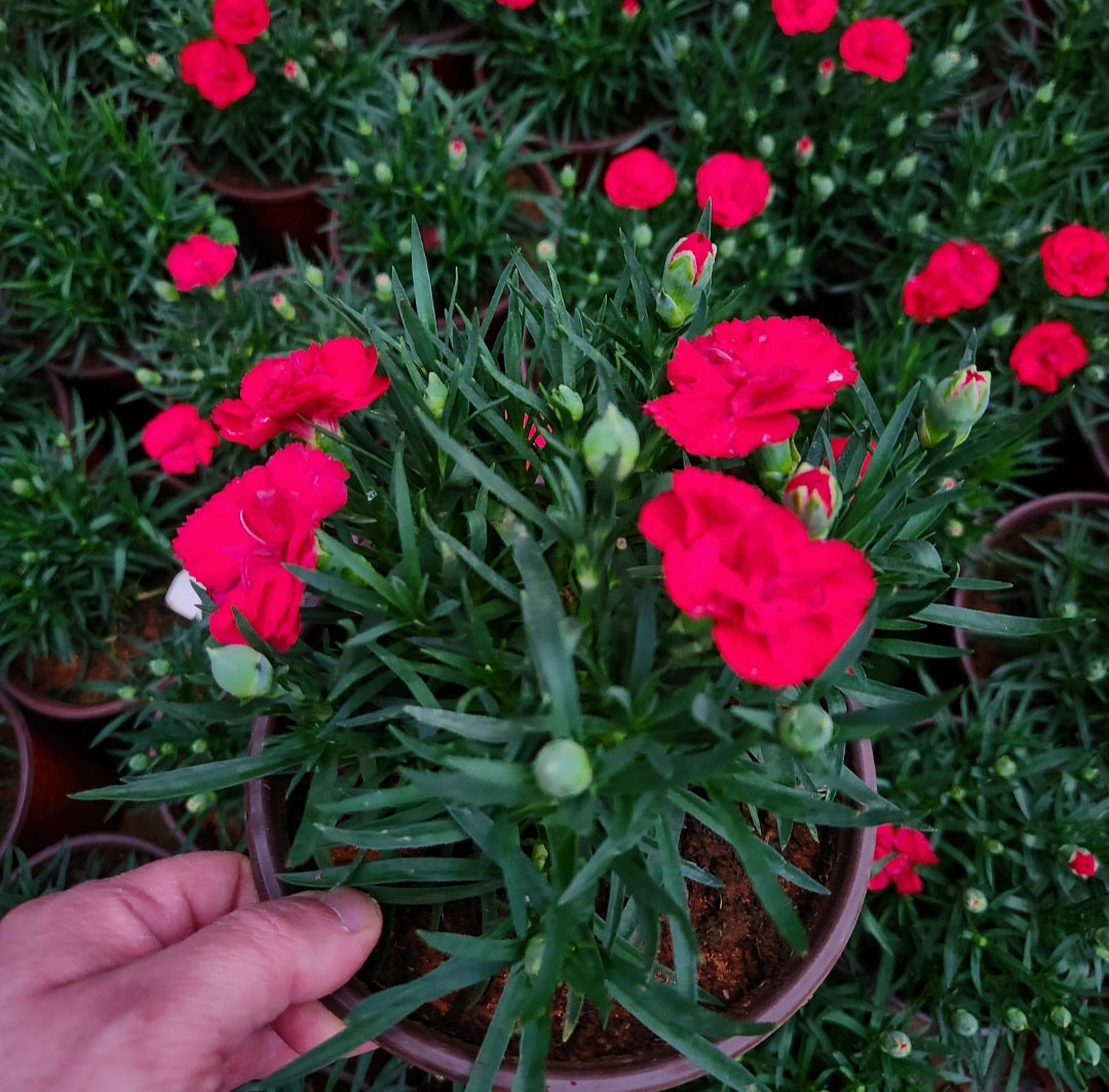 Oeillet des fleuristes (carnation dianthus caryophyllus)