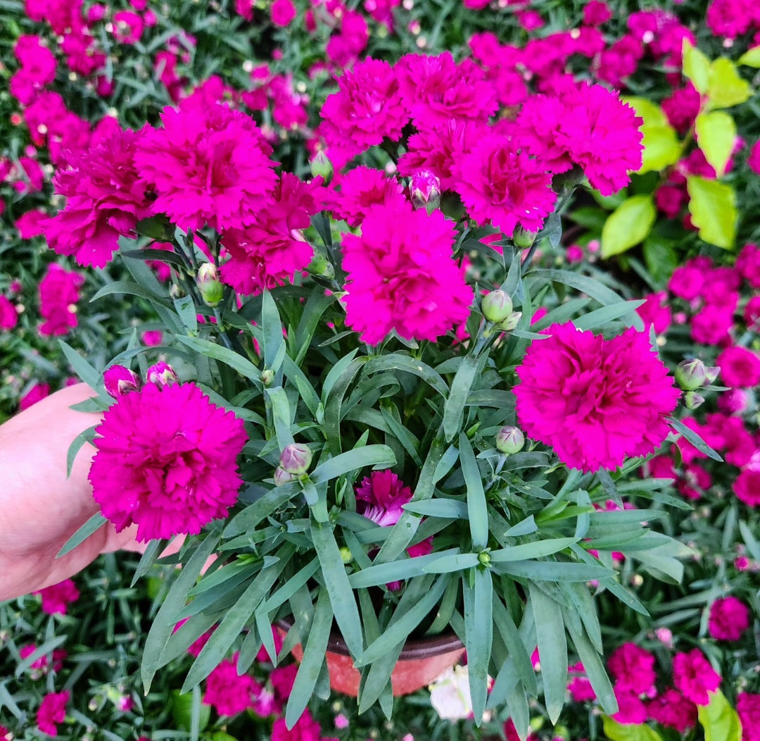 Oeillet des fleuristes (carnation dianthus caryophyllus)
