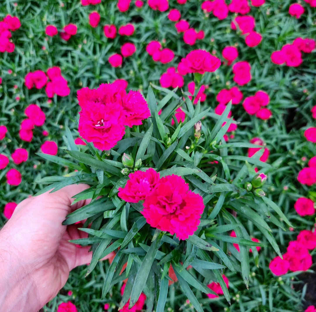 Oeillet des fleuristes (carnation dianthus caryophyllus)