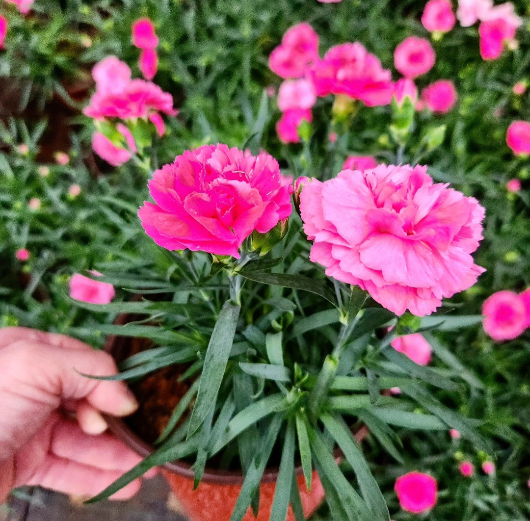 Oeillet des fleuristes (carnation dianthus caryophyllus)