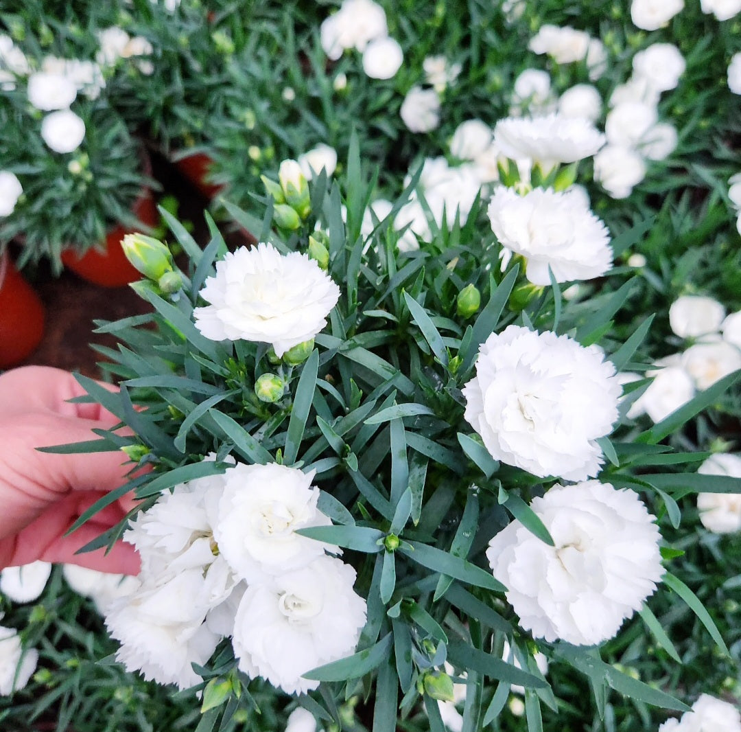 Oeillet des fleuristes (carnation dianthus caryophyllus)