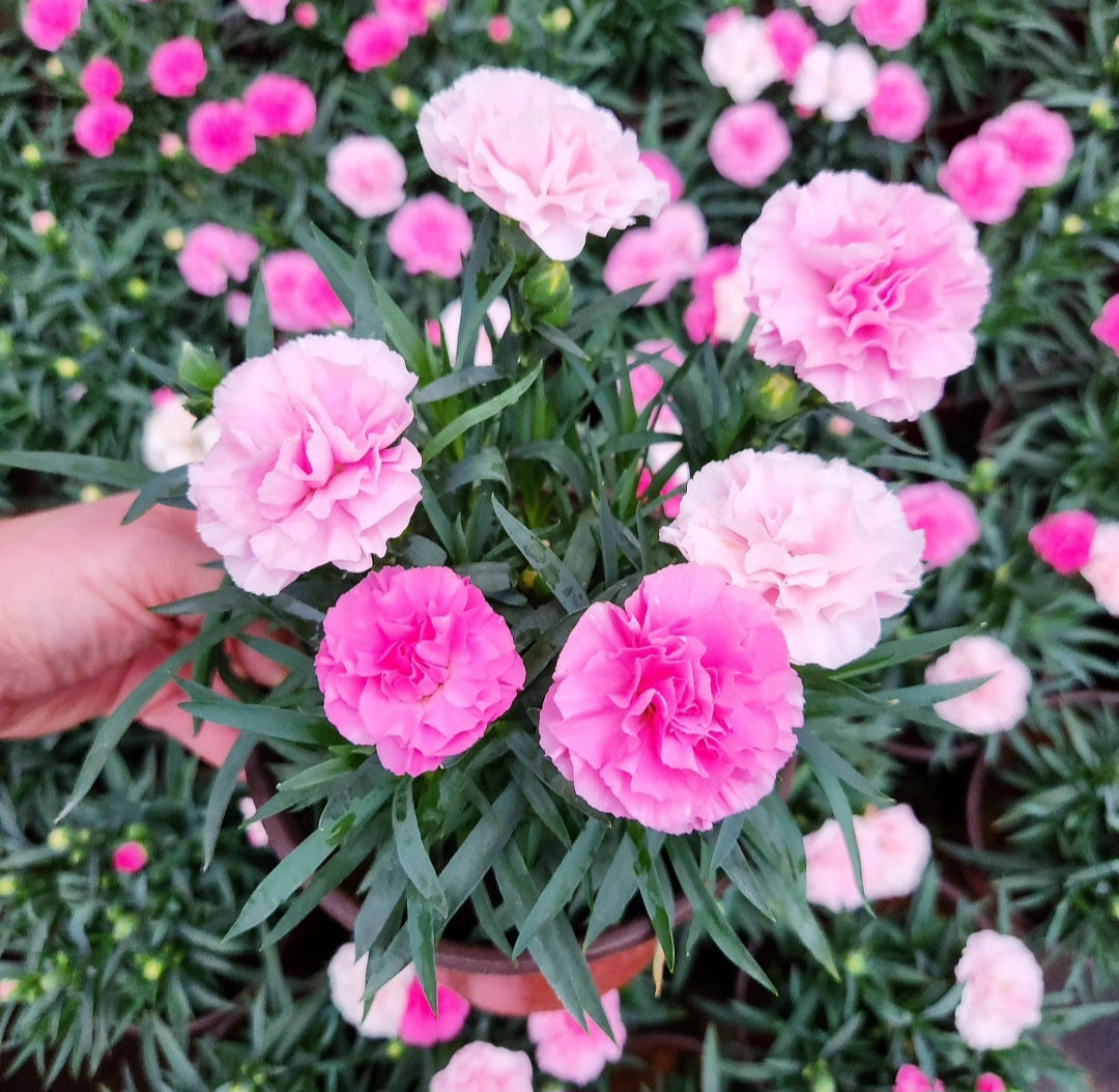 Oeillet des fleuristes (carnation dianthus caryophyllus)