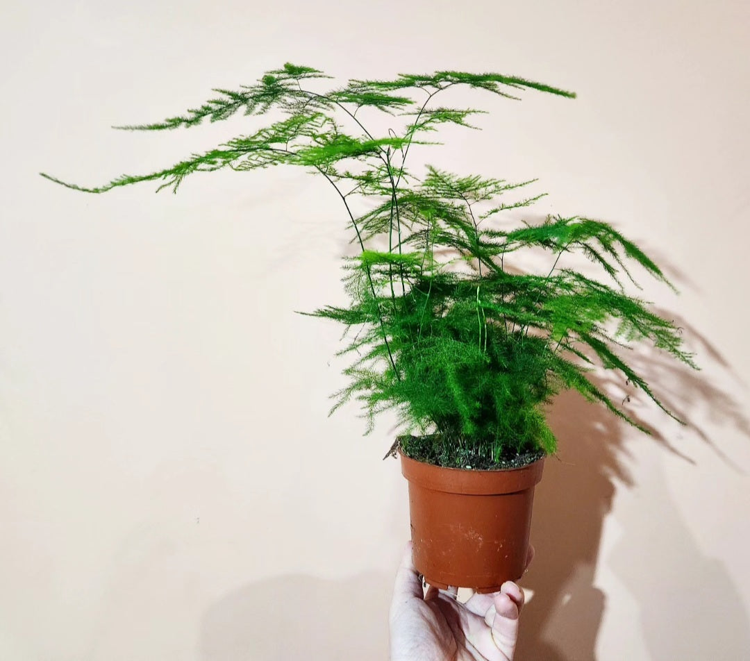 Asparagus plumosus
