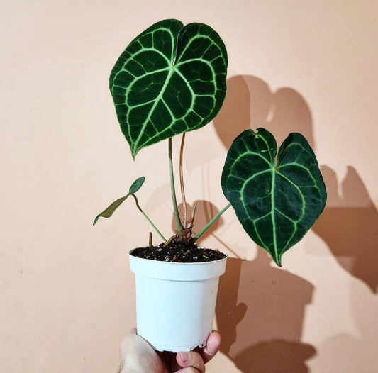 Anthurium clarinervium