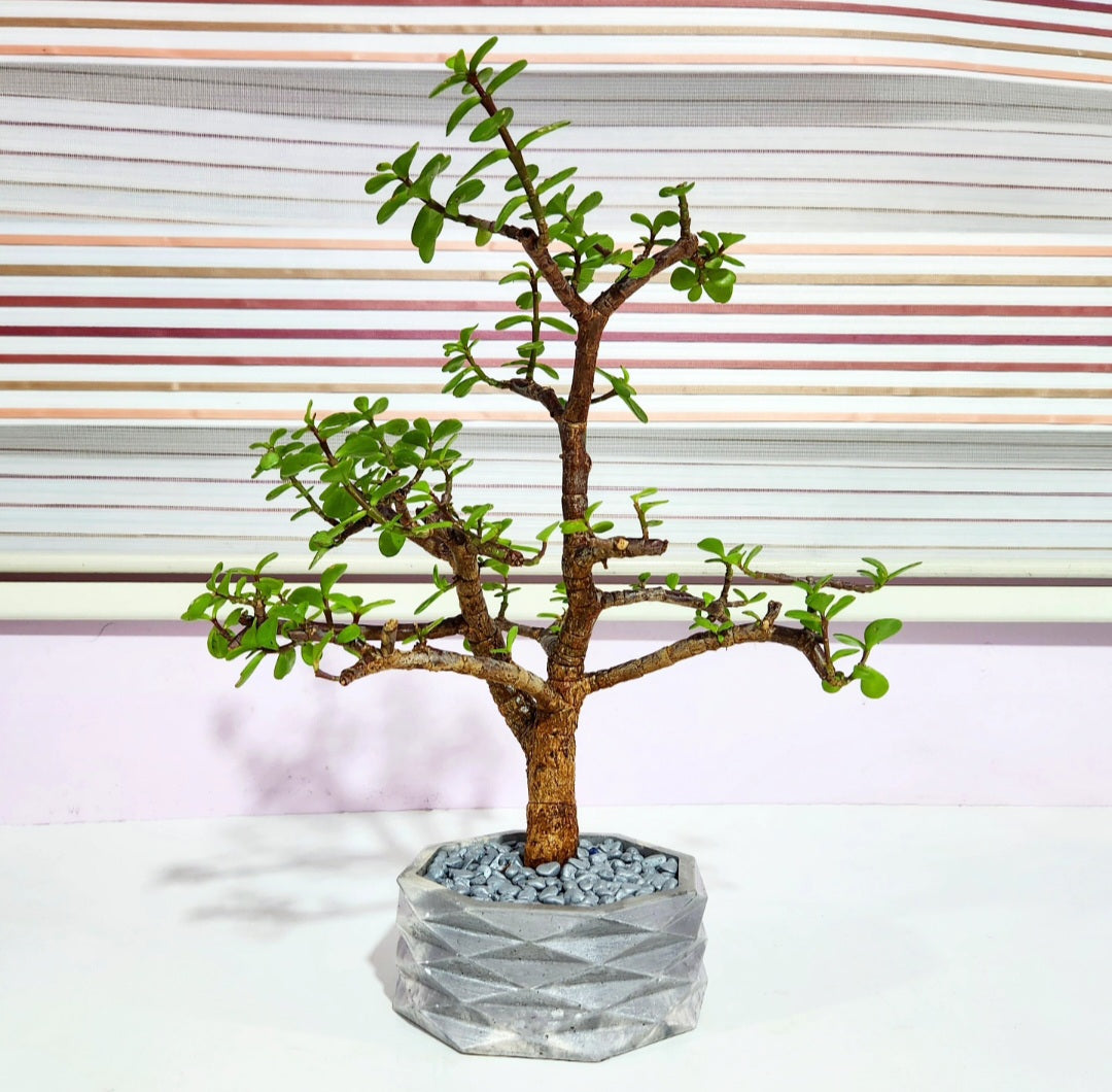 Bonsaï Portulacaria