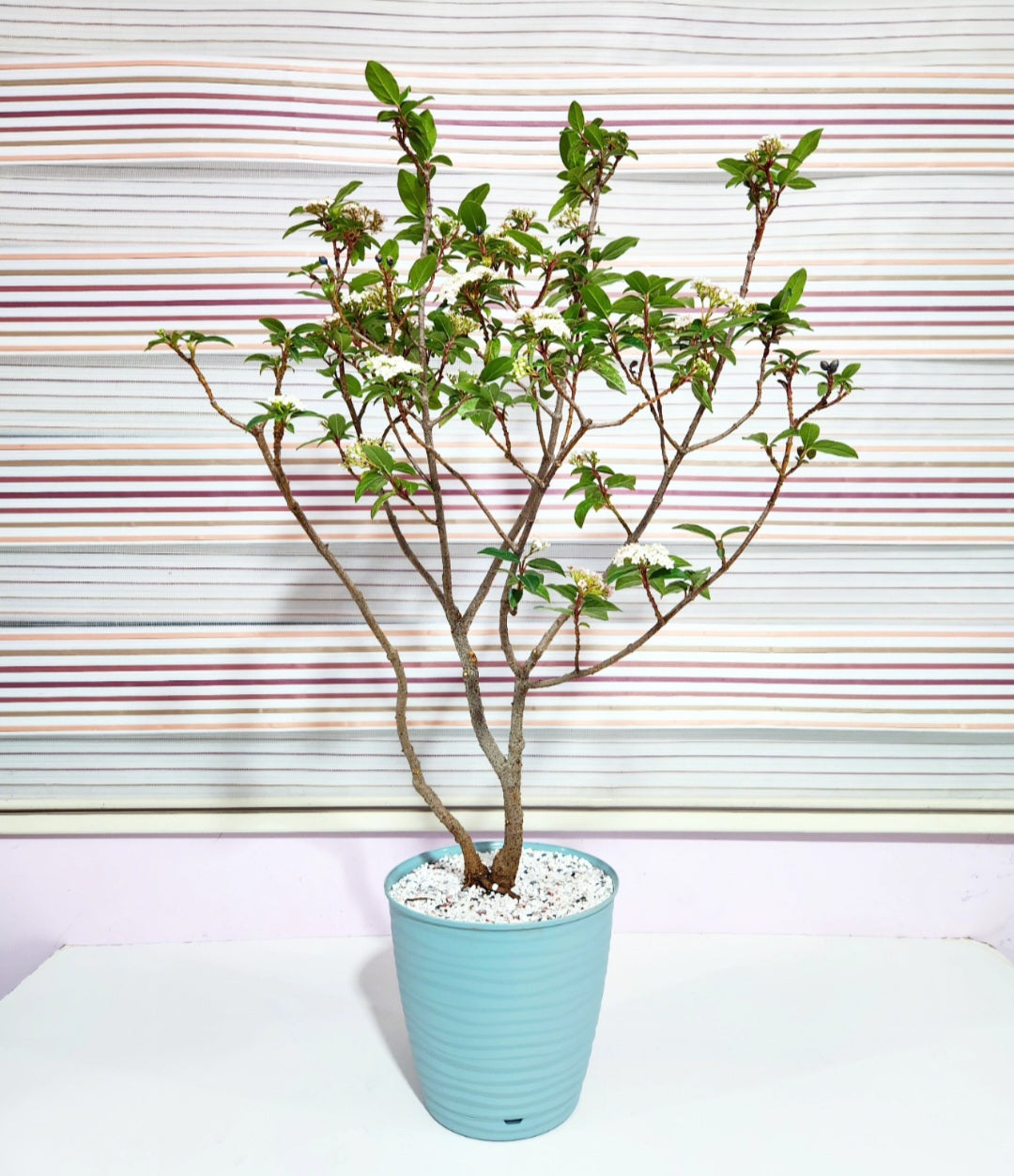 Bonsaï viburnum tinus (laurier-tin)