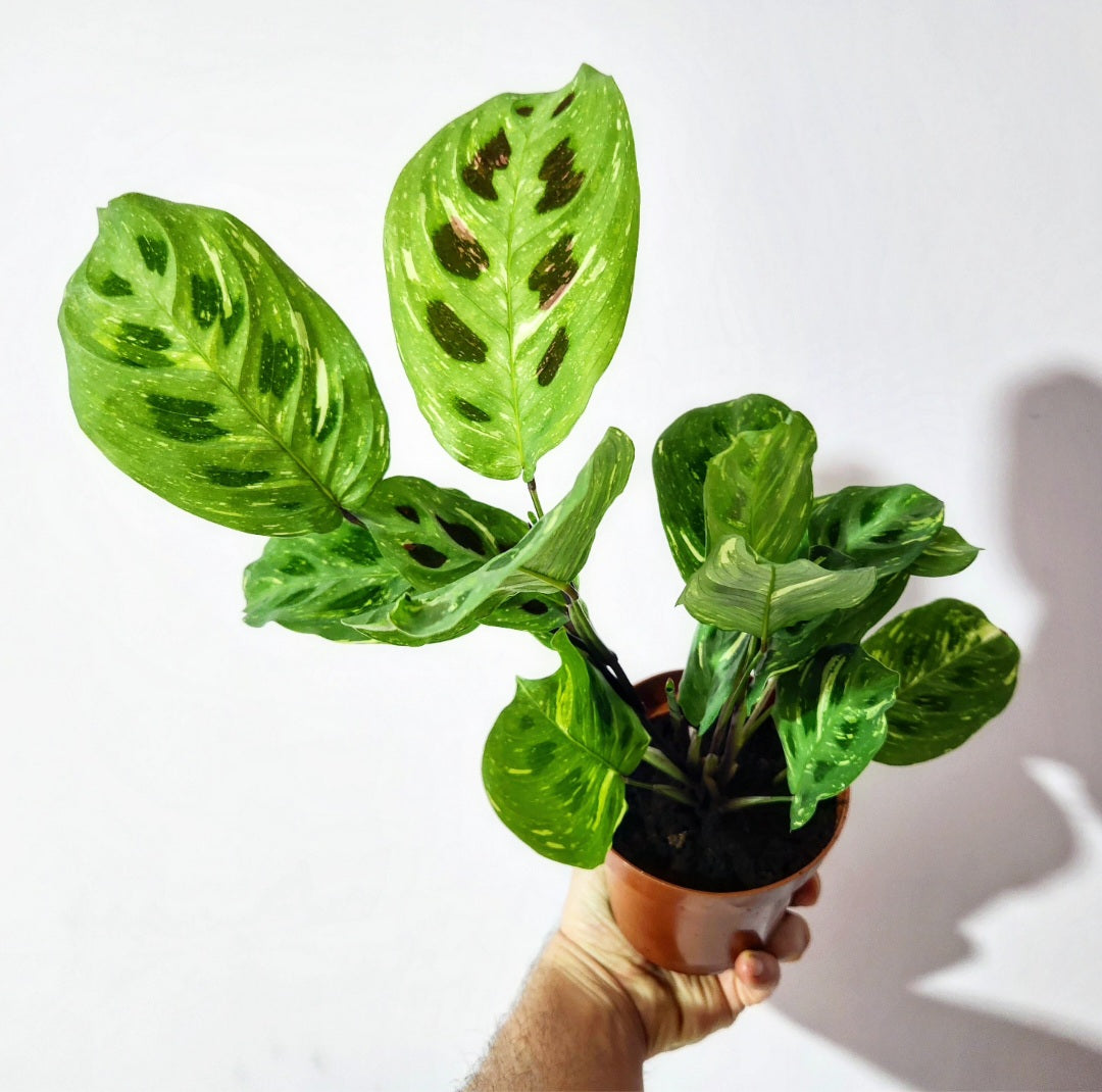 Maranta