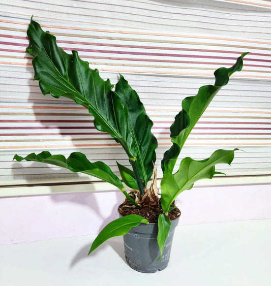 Anthurium eggersii