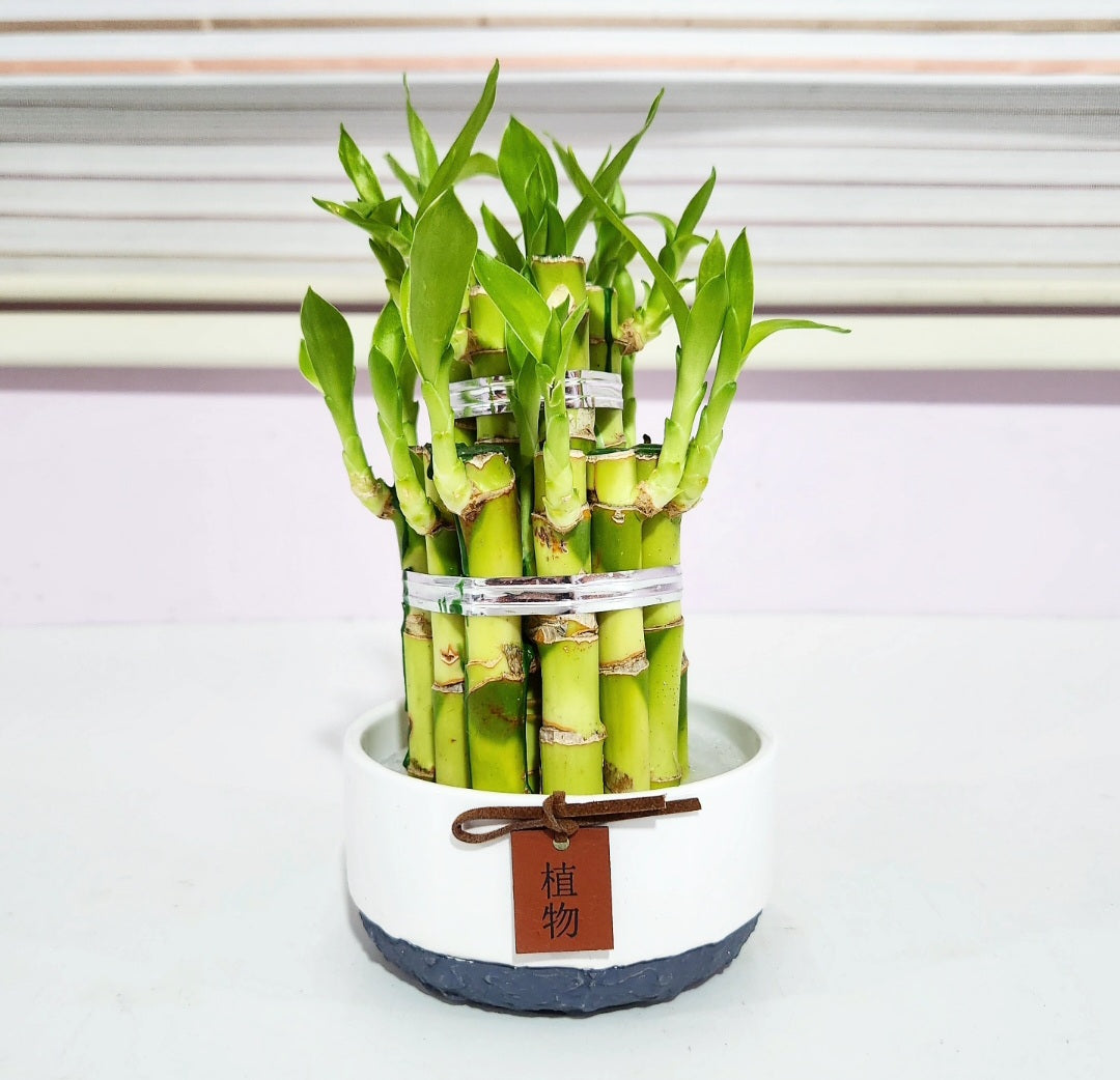 Lucky bambou (dracaena sanderiana)