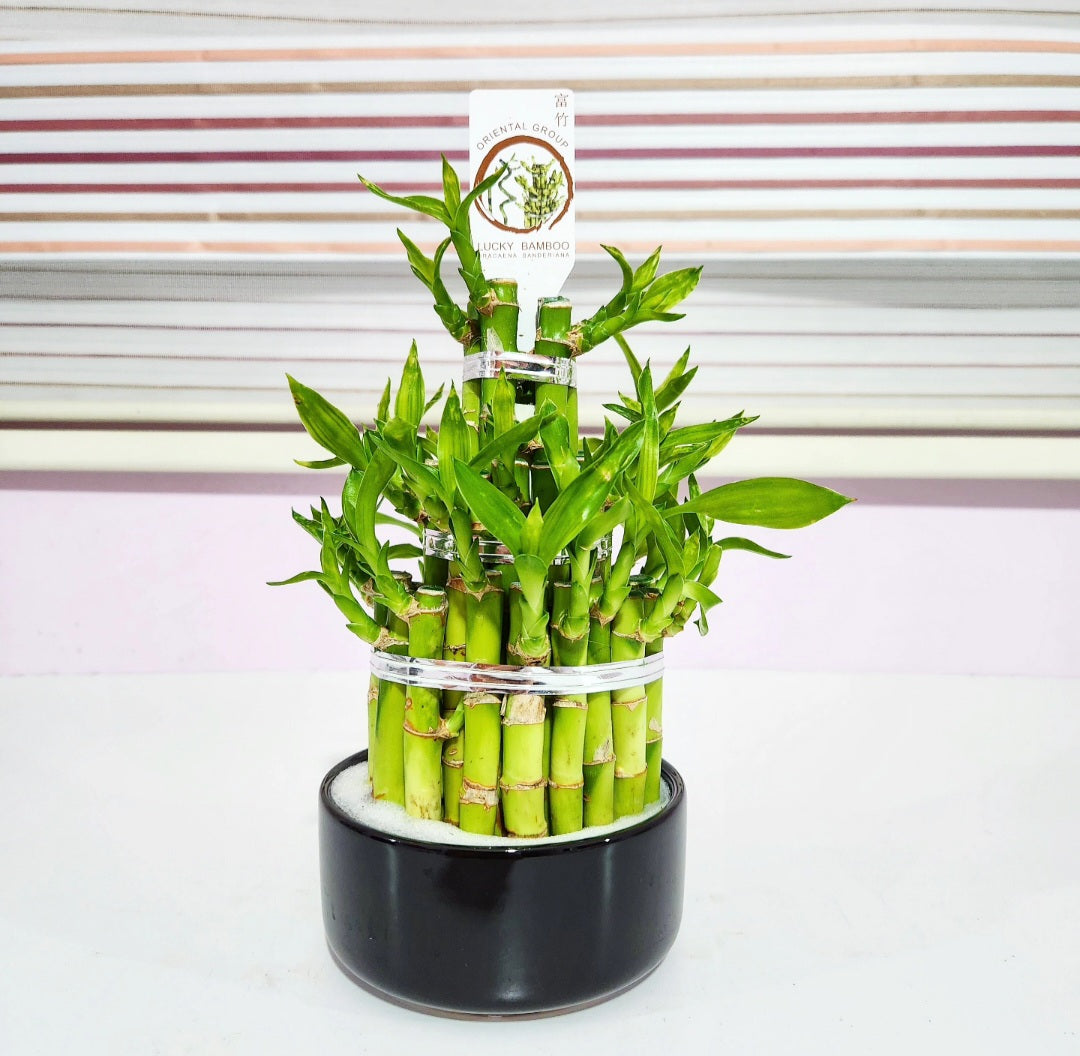Lucky bambou (dracaena sanderiana)