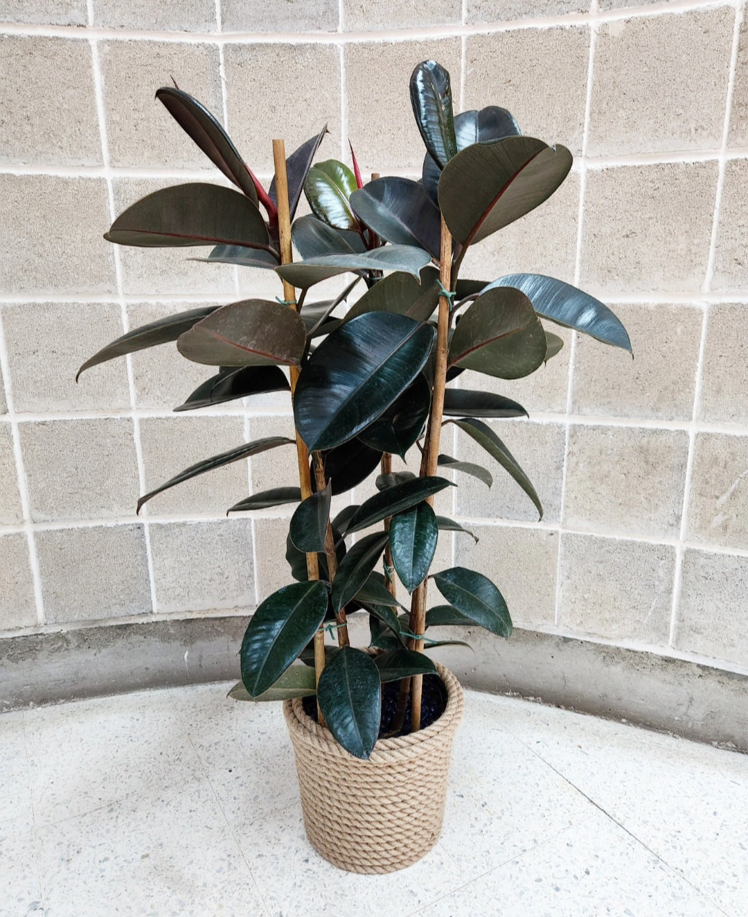 Ficus elastica