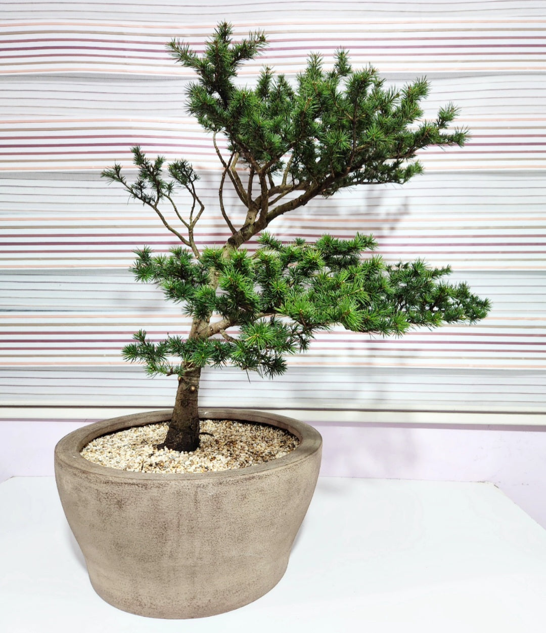 Bonsaï Cedrus