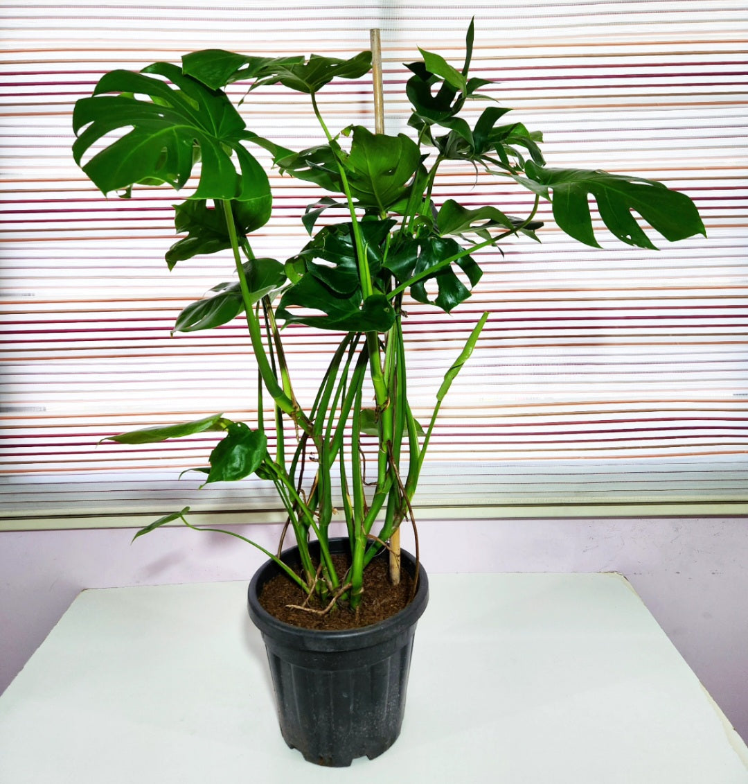 Monstera deliciosa