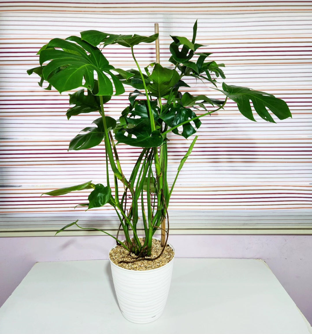 Monstera deliciosa
