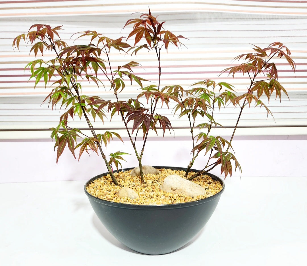 Bonsaï Acer palmatum (erable)