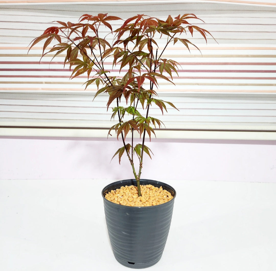 Bonsaï Acer palmatum (erable)