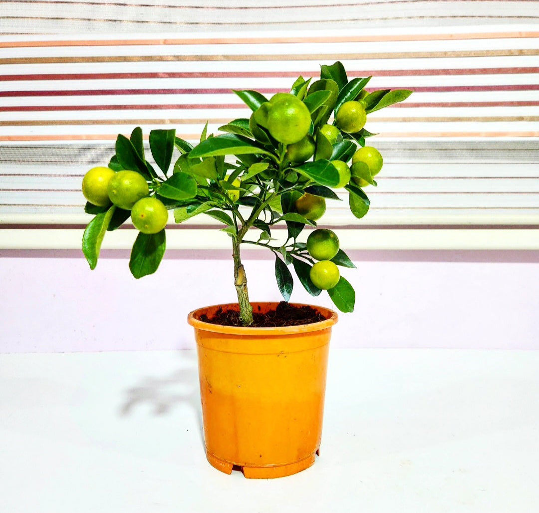 Bonsaï orange (citrus sinensis)