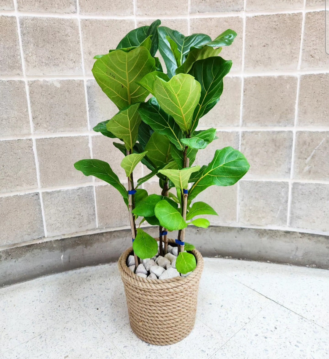 Ficus lyrata