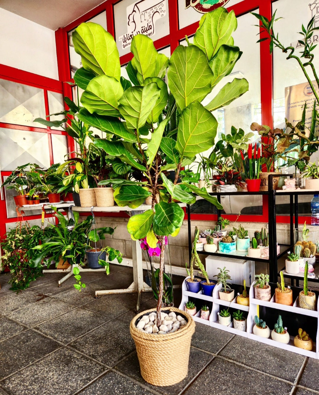 Ficus lyrata