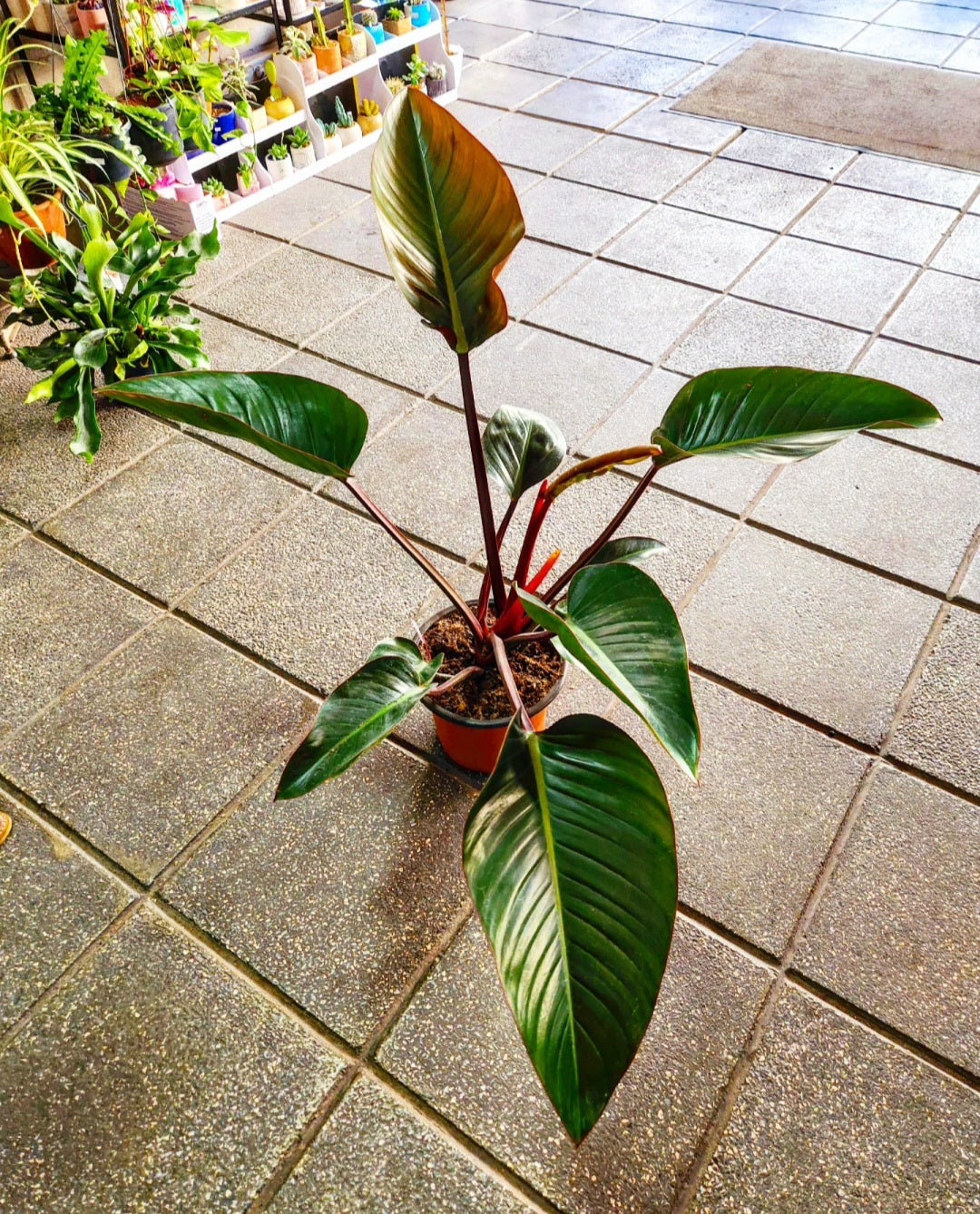 Philodendron red Imperial