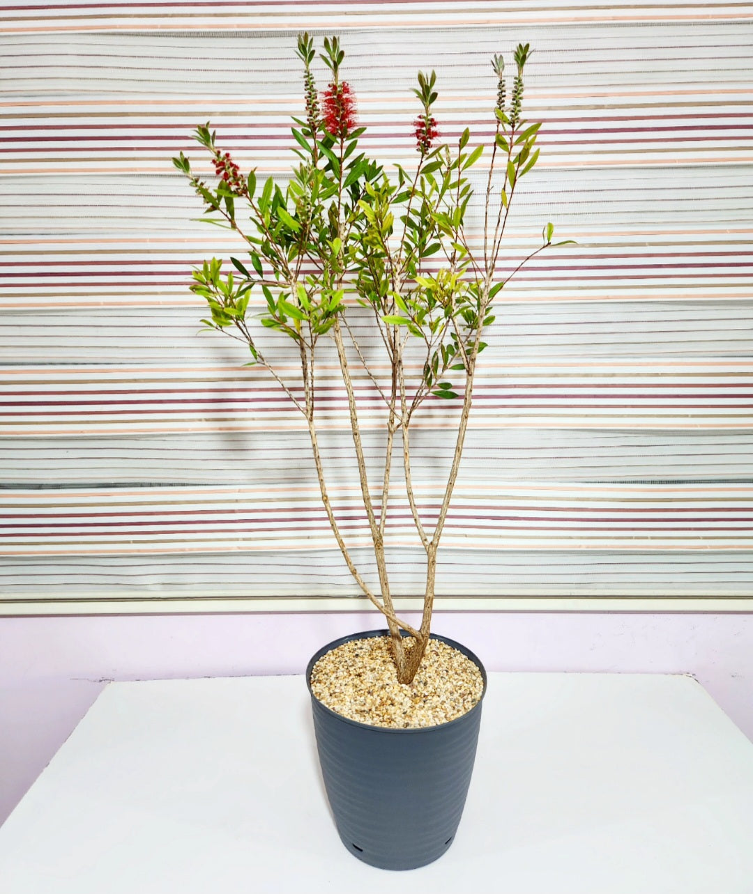 Bonsaï callistemon