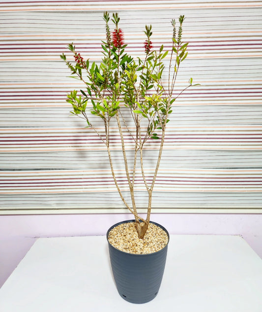 Bonsaï callistemon