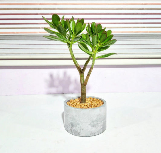 Bonsaï crassula ovata (arbre de jade)