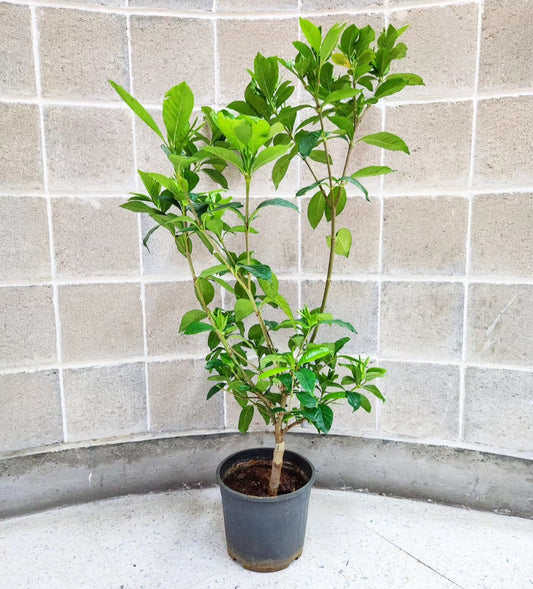 Gardenia