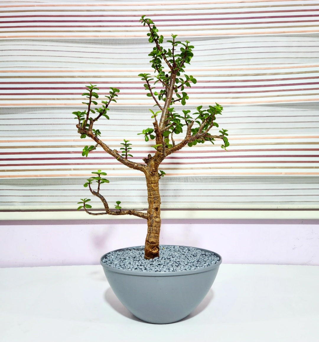 Bonsaï Portulacaria