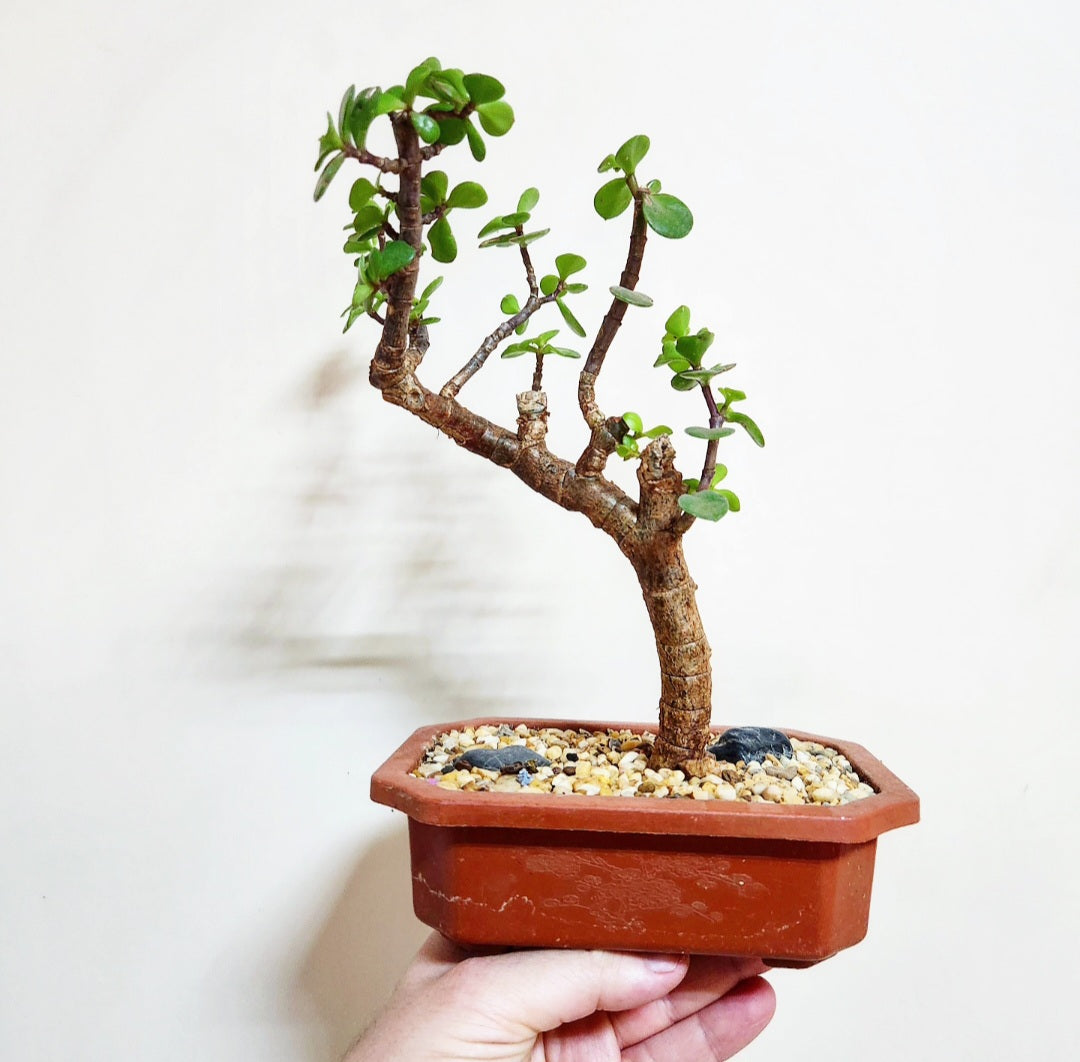 Bonsaï Portulacaria