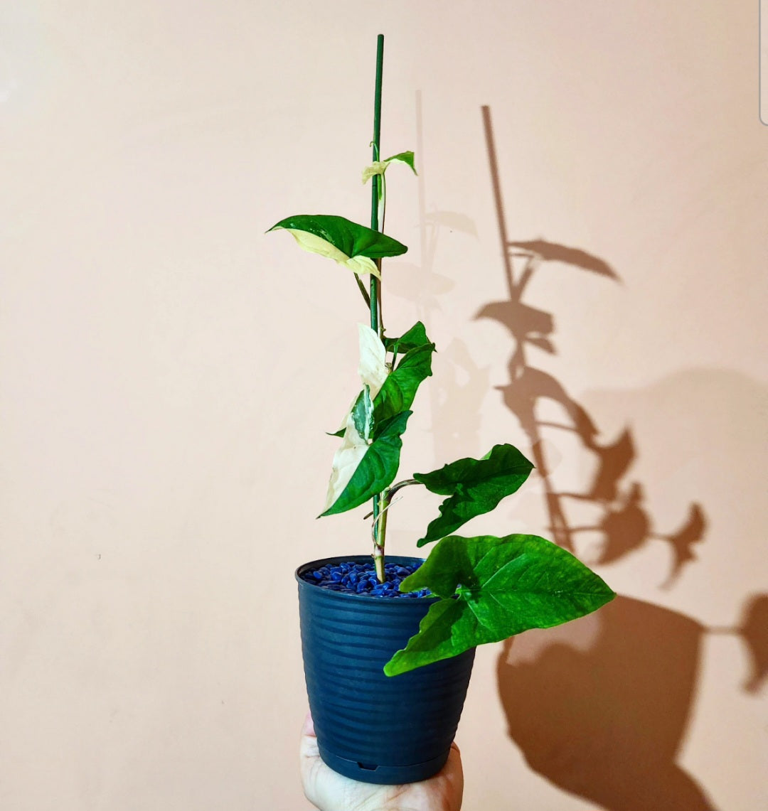 Syngonium