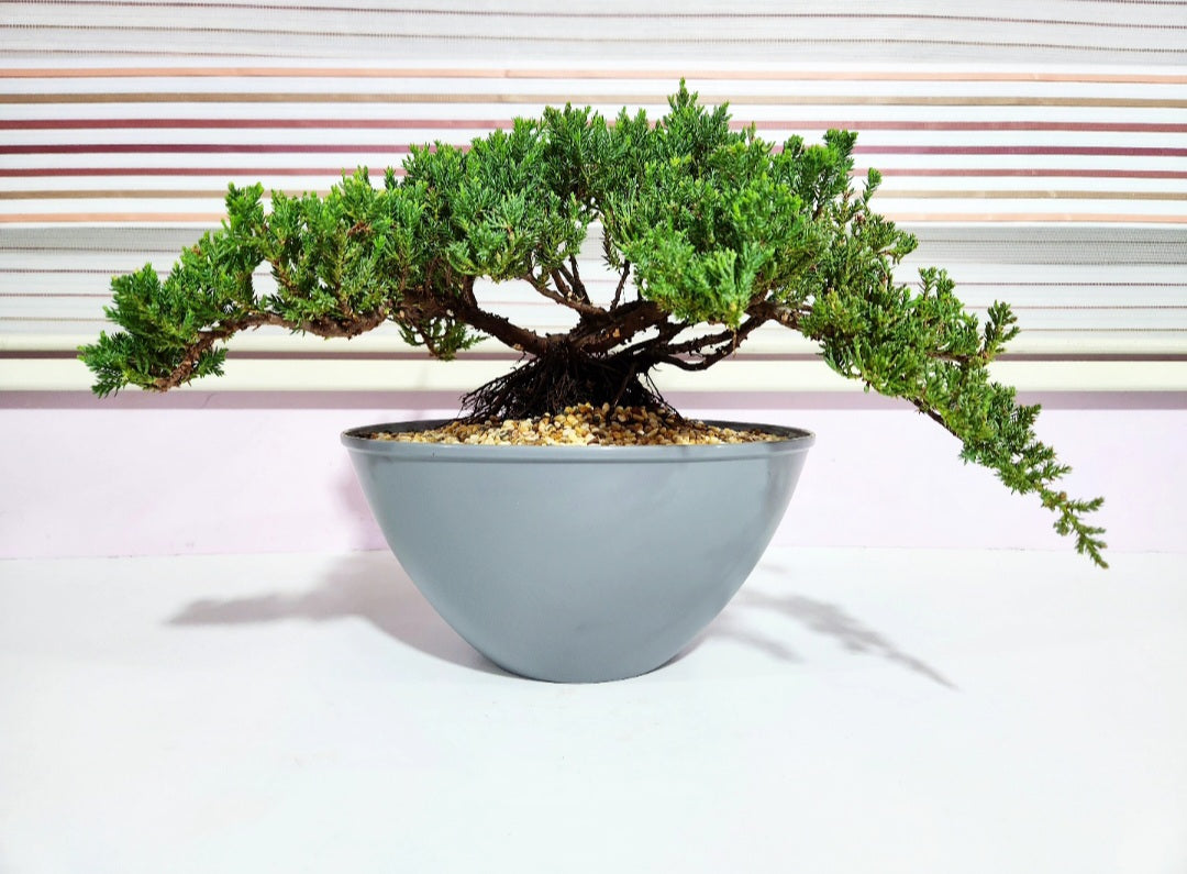 Bonsaï Genevrier (juniper)