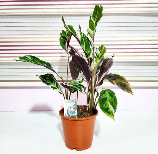 Calathea white fusion