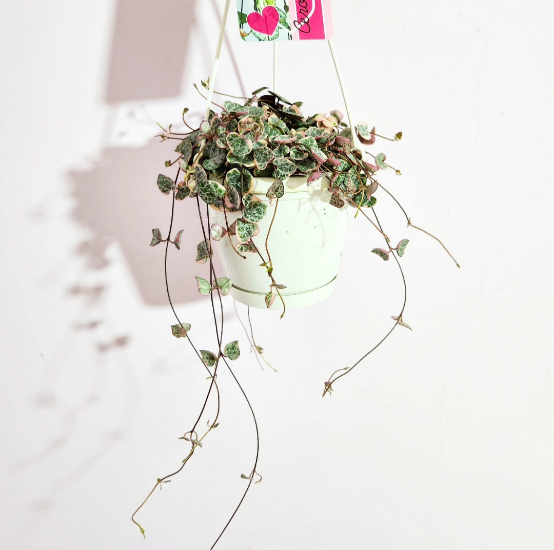 Ceropegia woodii