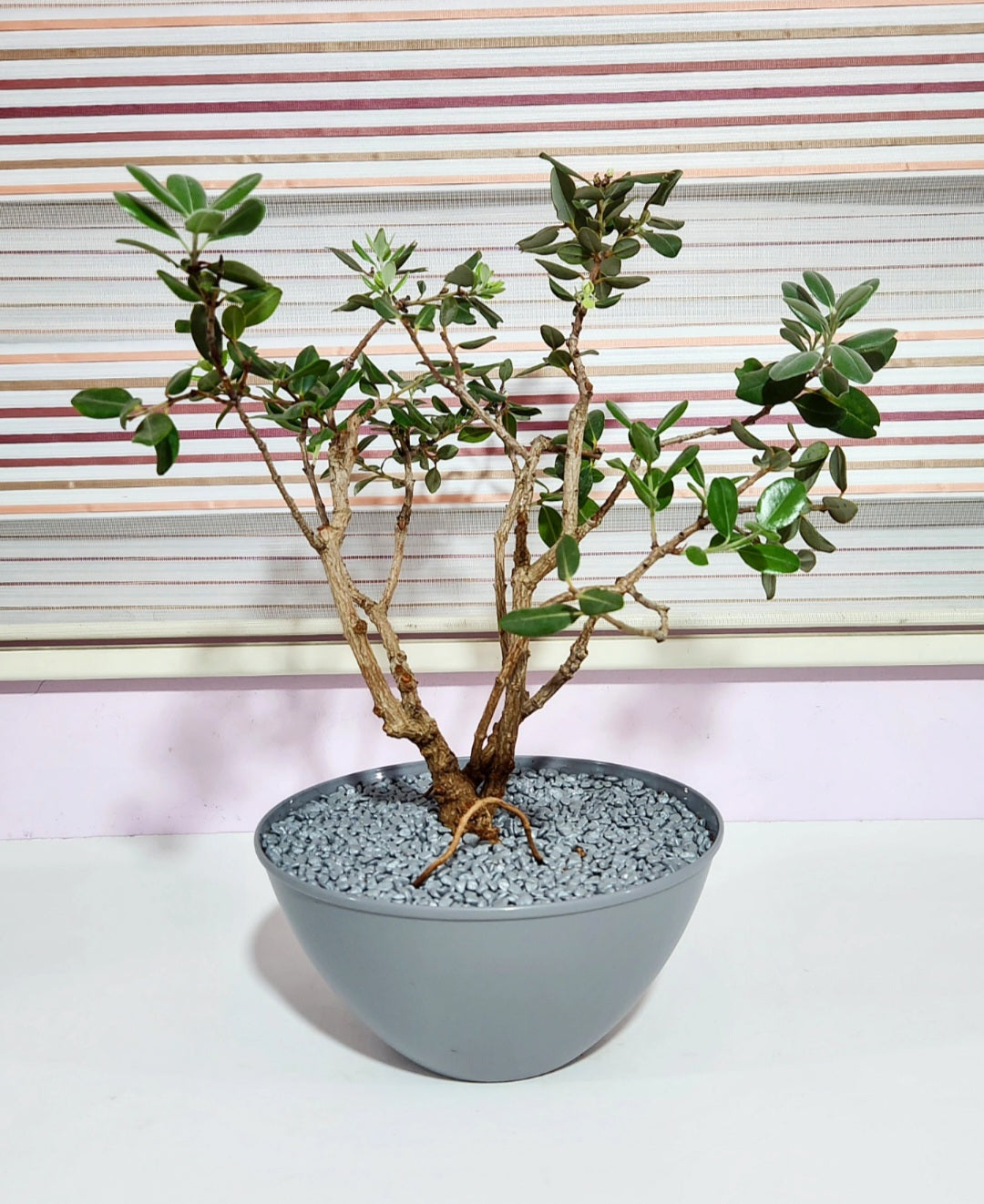 Bonsaï metrosideros