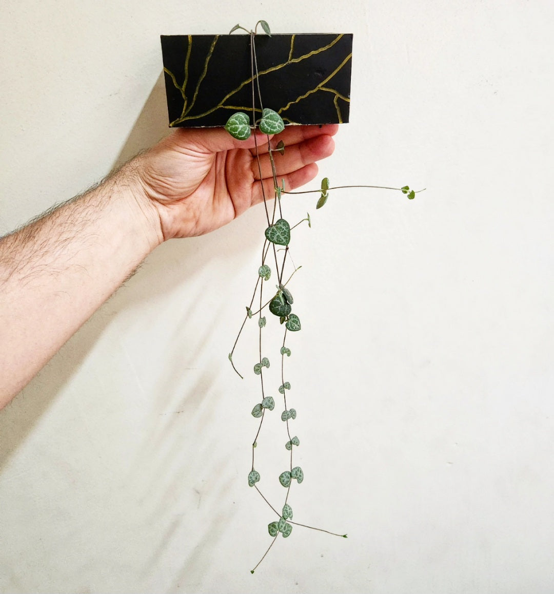 Ceropegia woodii