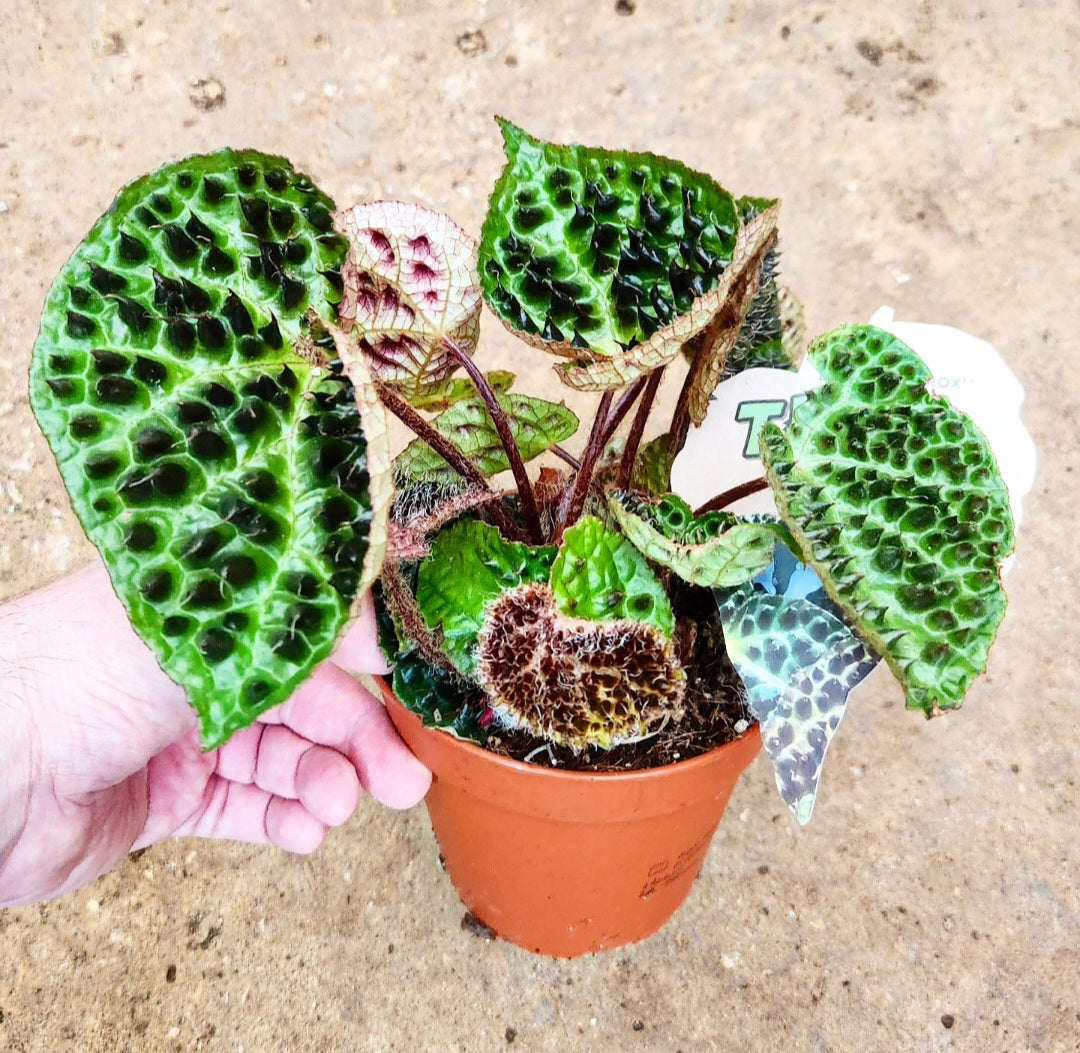 Begonia ferox