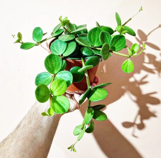 Peperomia hope