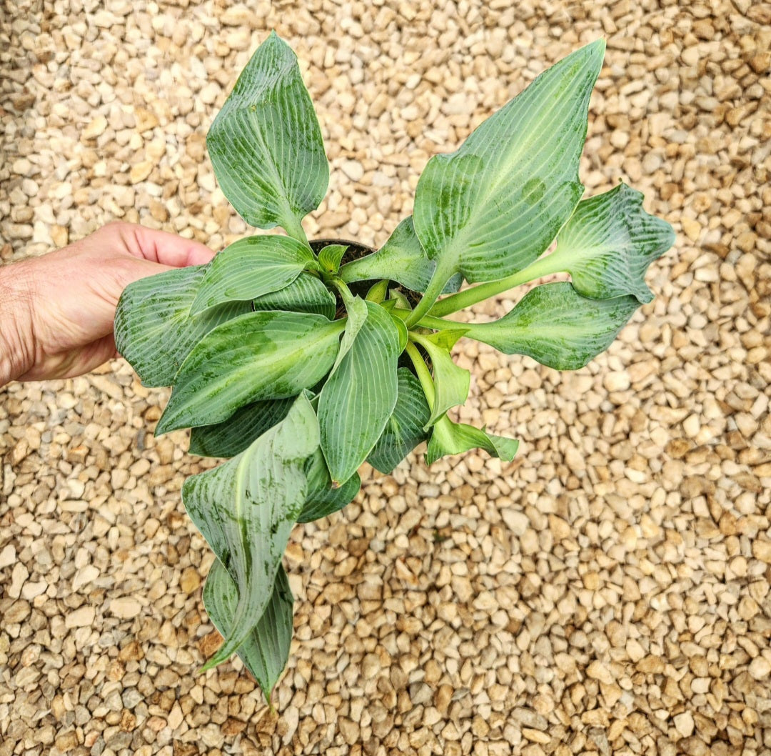 Hosta