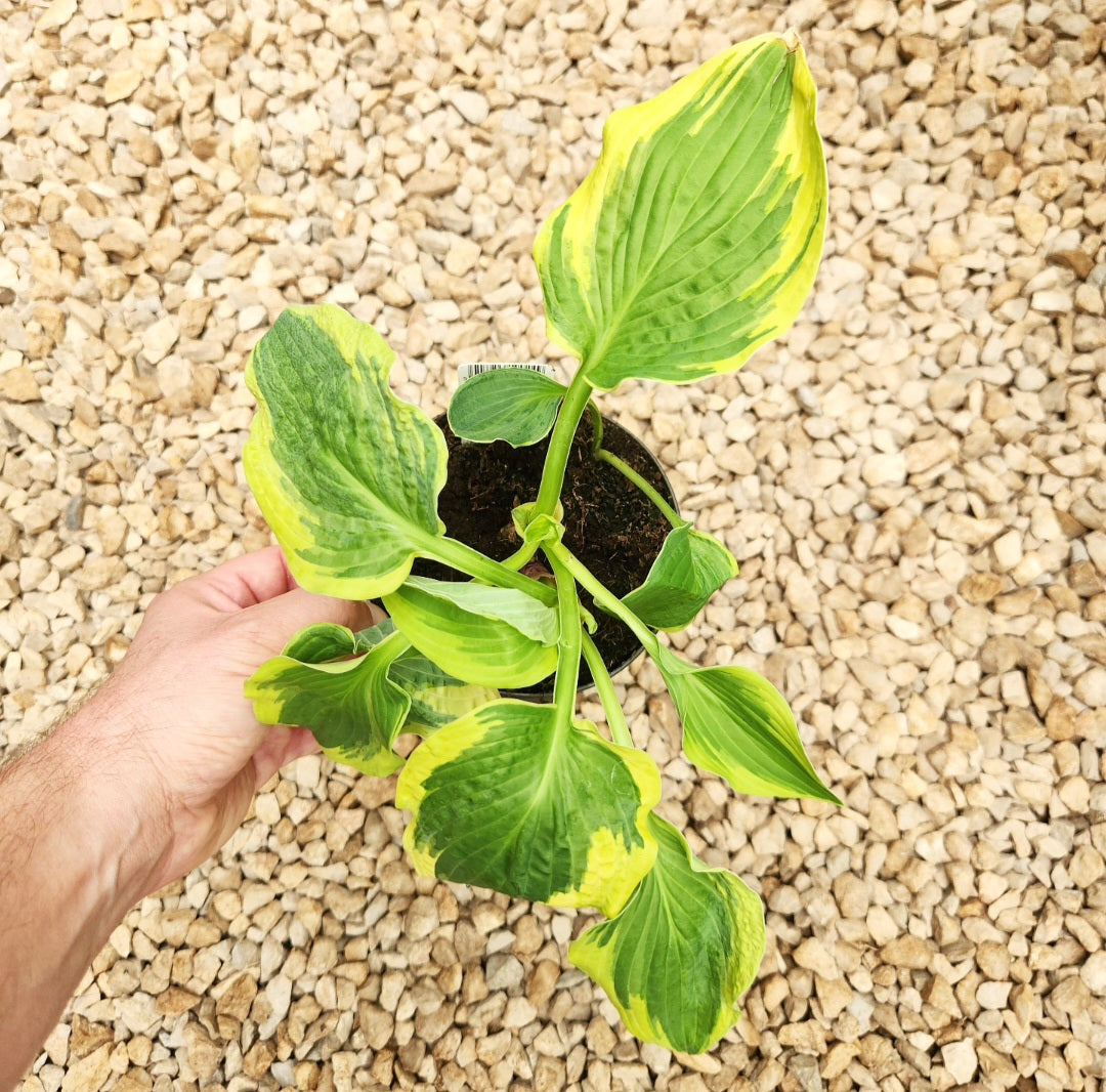 Hosta