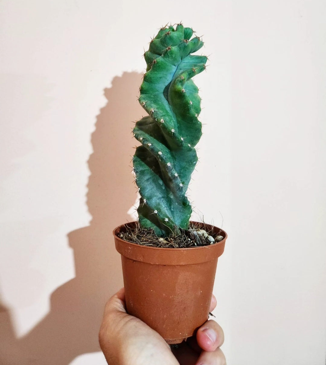 Cereus forbesii spiralis