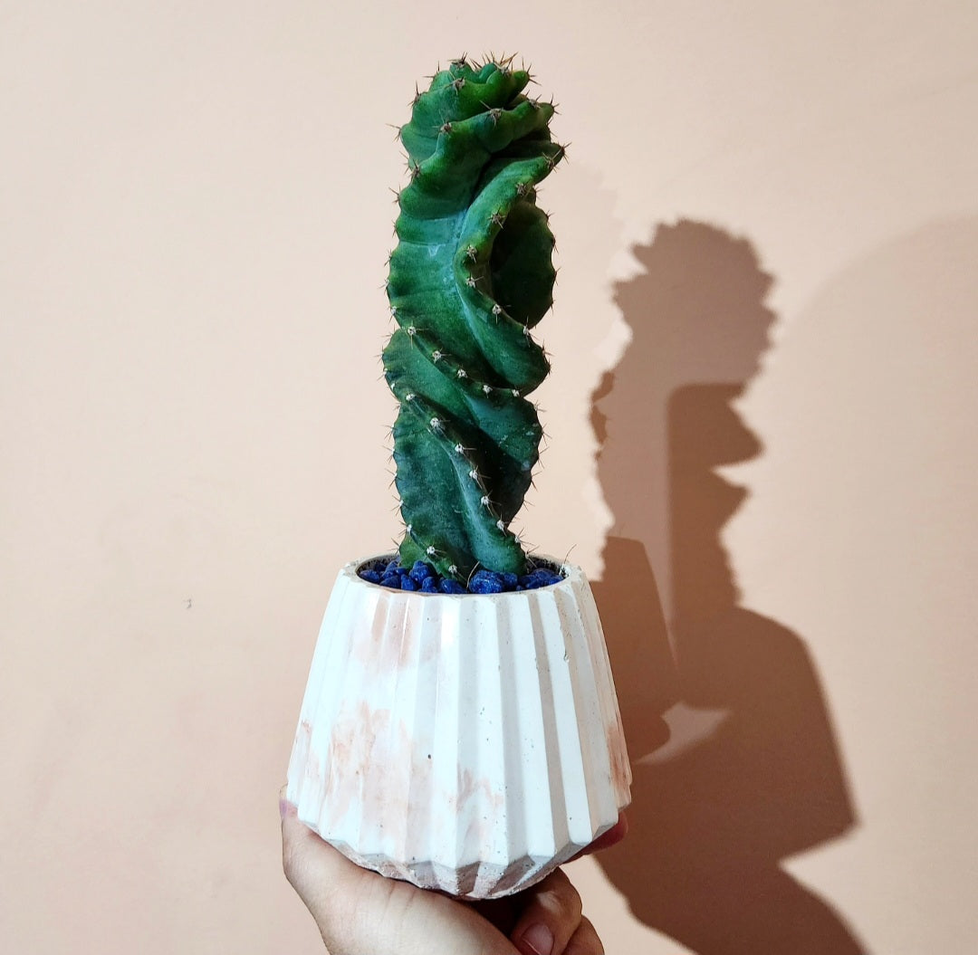 Cereus forbesii spiralis