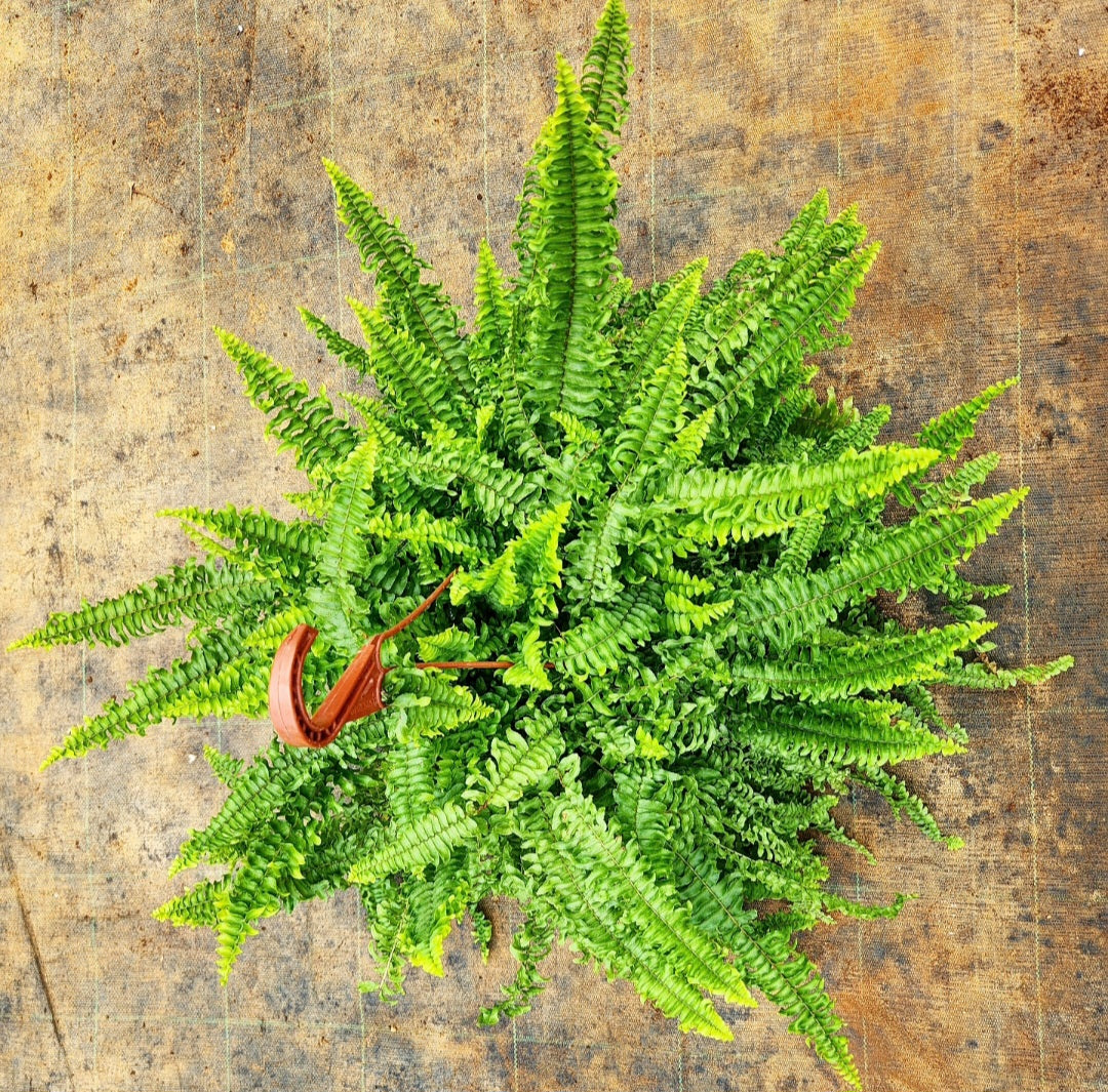 Fougère (fern)