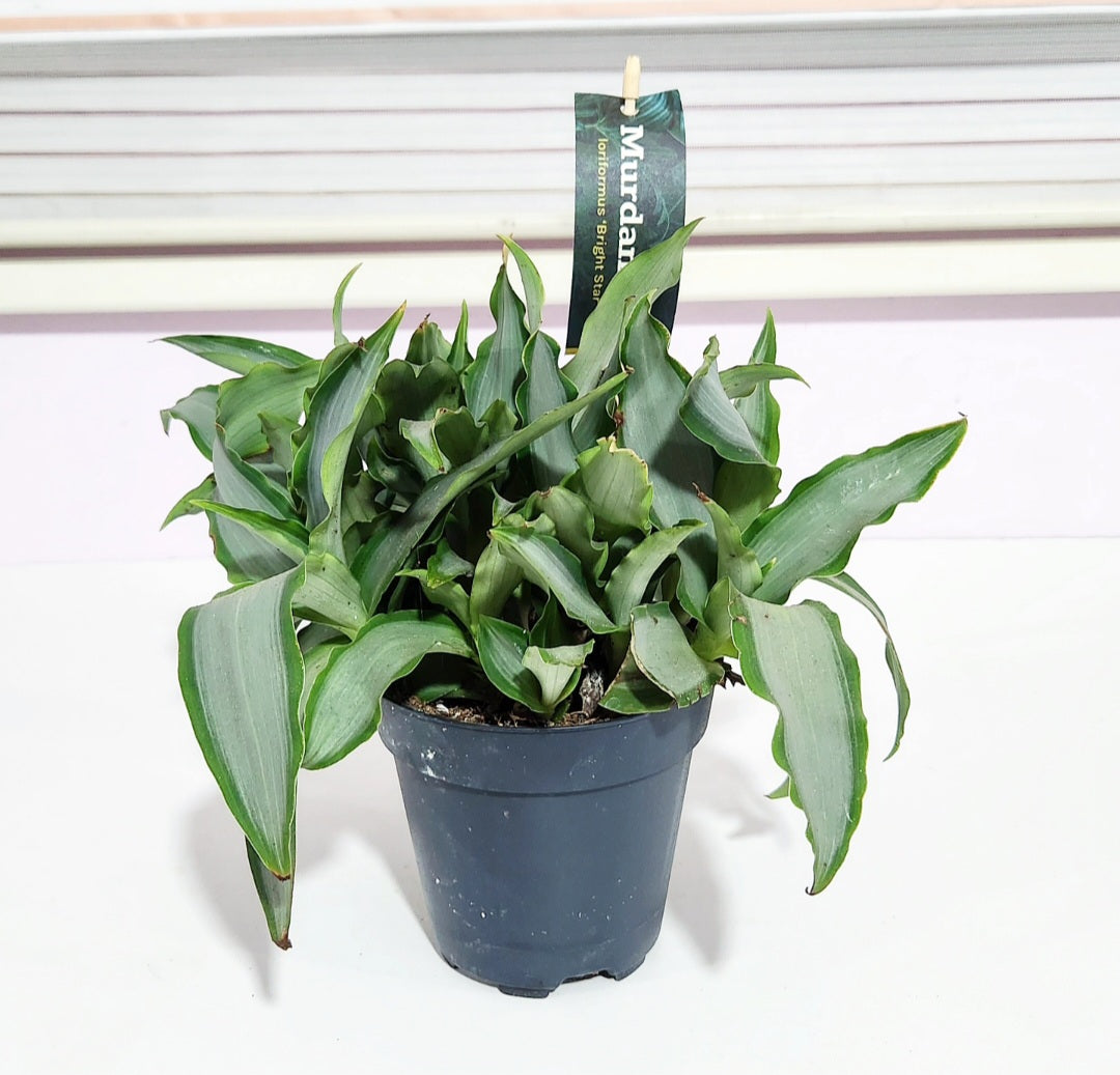 Murdannia loriformis