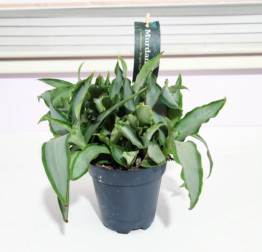 Murdannia loriformis